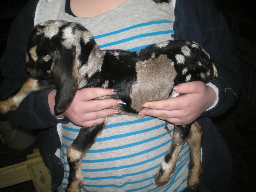 Our new baby goat! - Goats