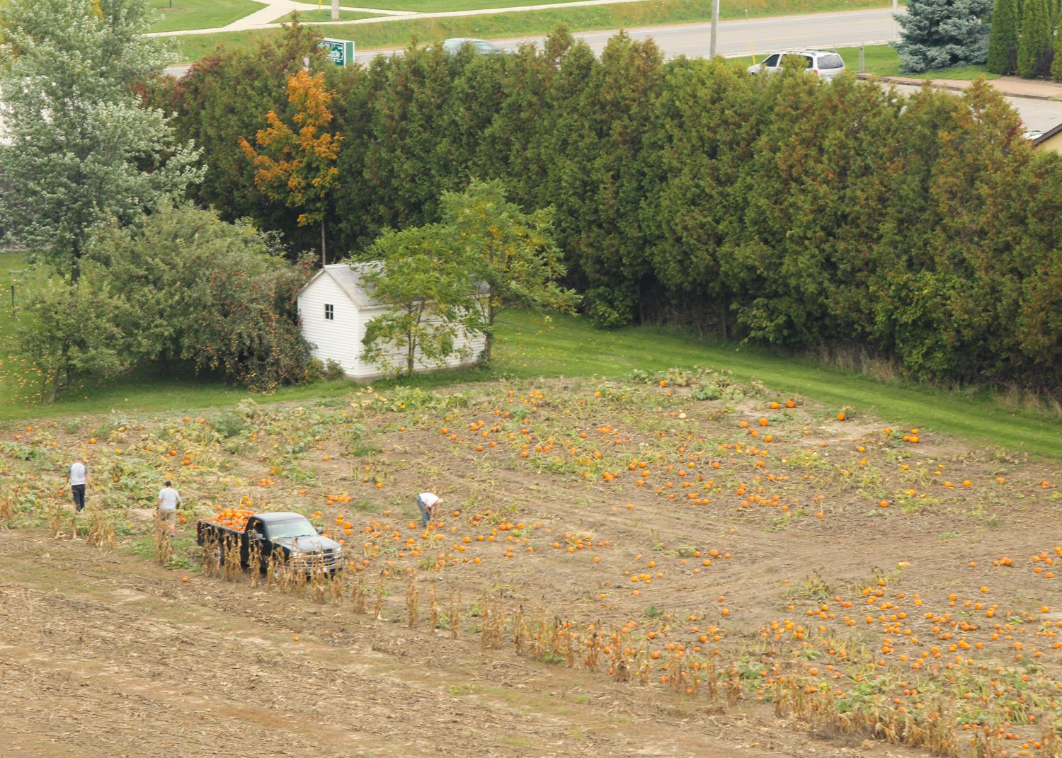 harvesting pumpkins