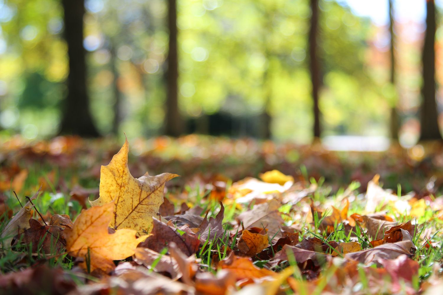 fall leaves