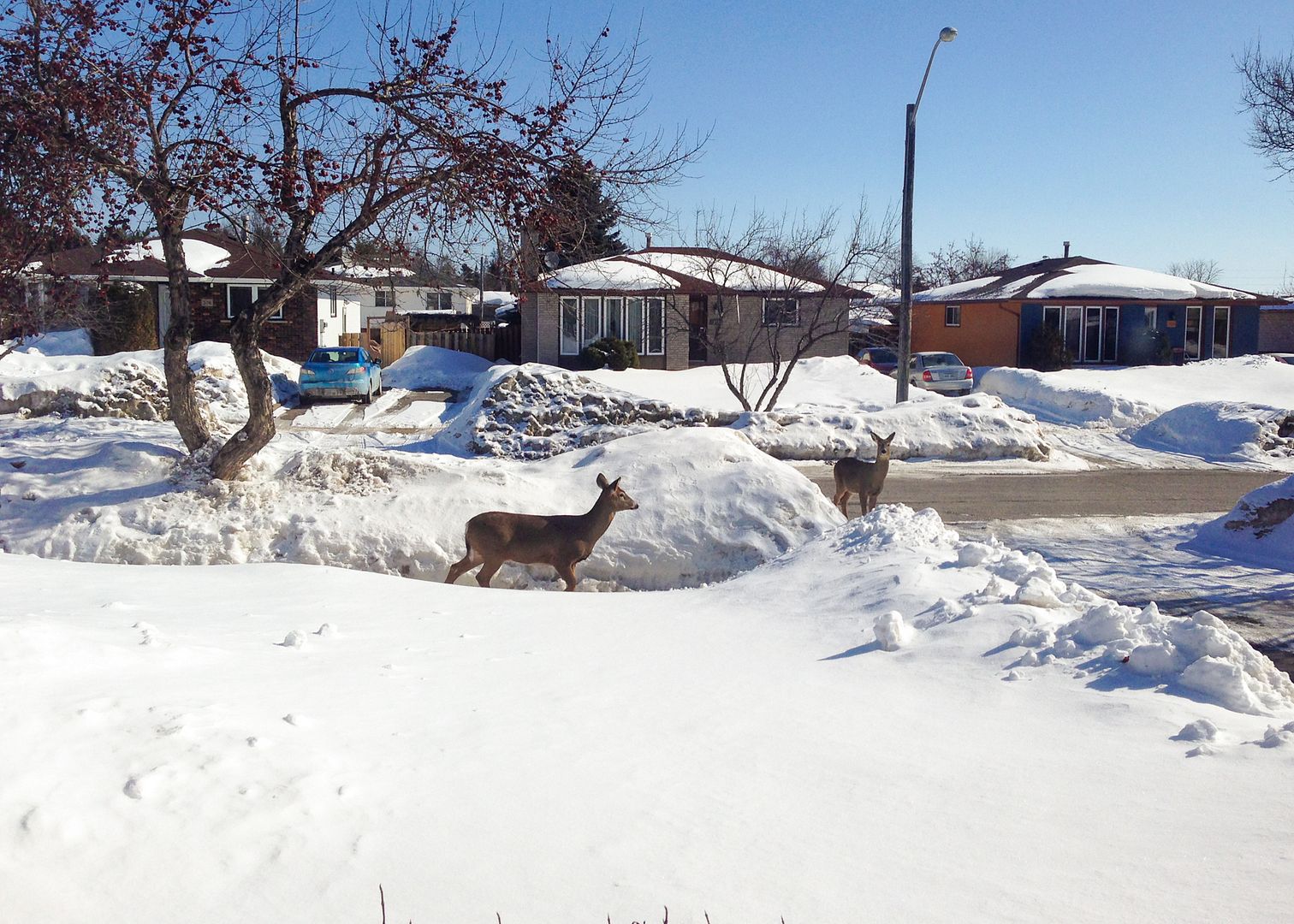 deer in thunder bay