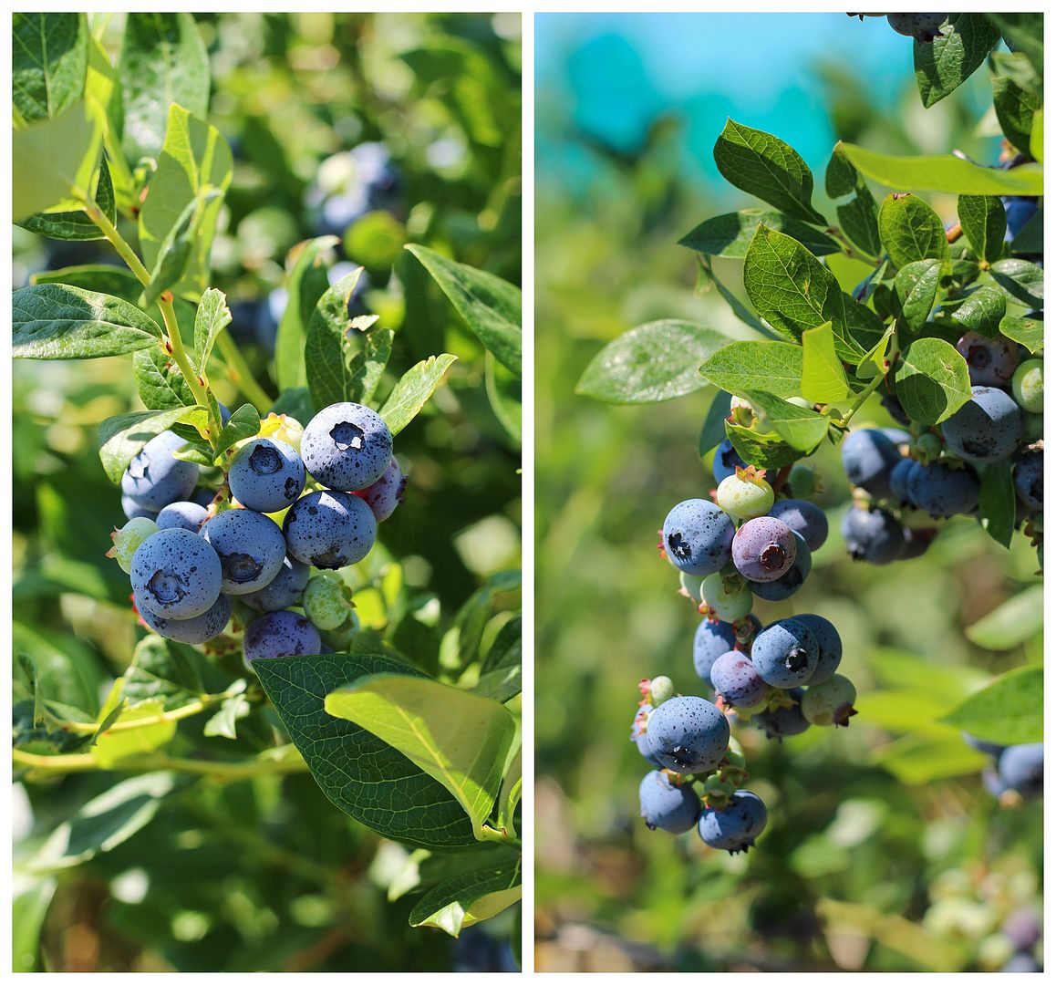 Blueberry picking in Ontario