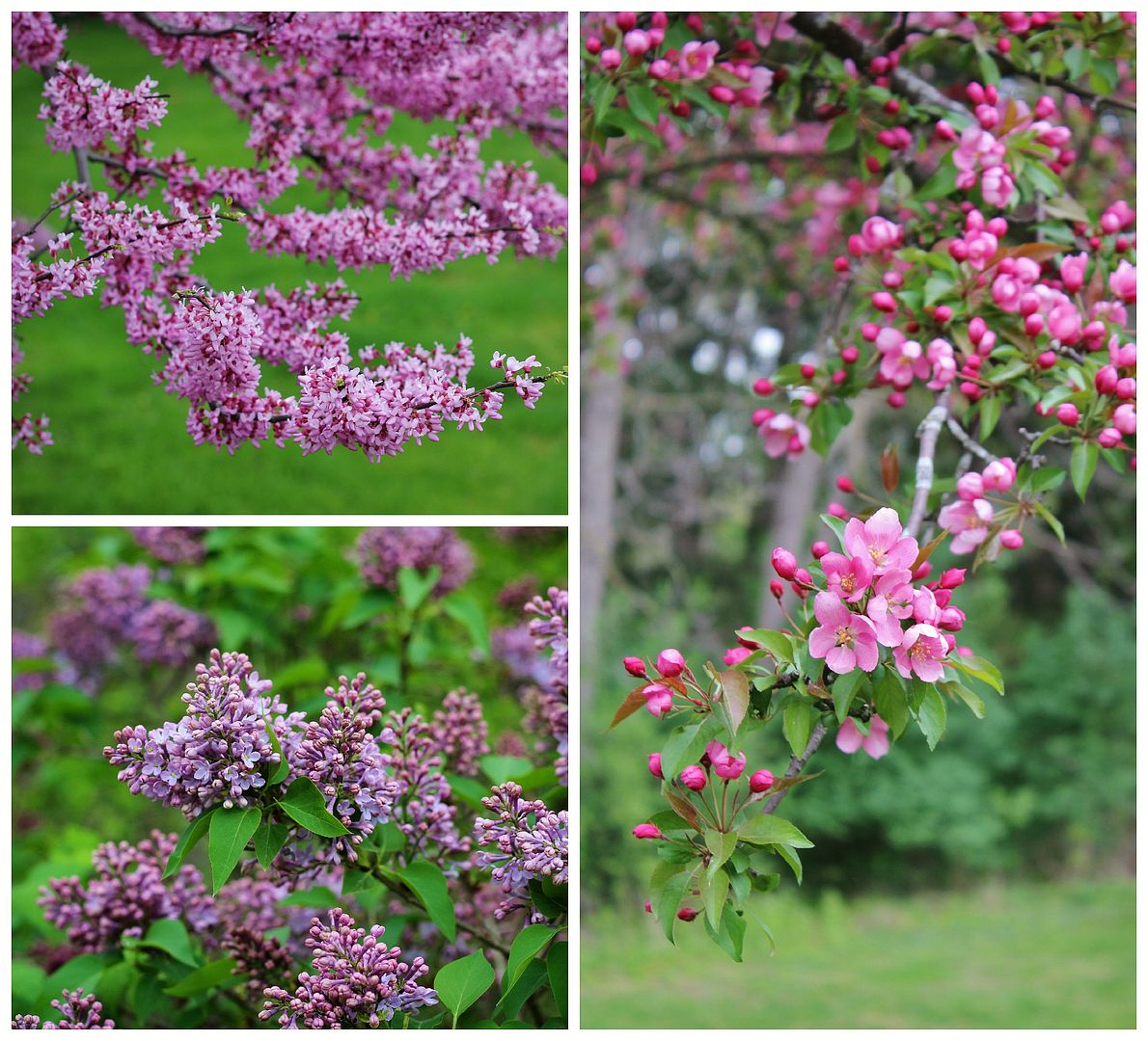 flowers in Springbank Park