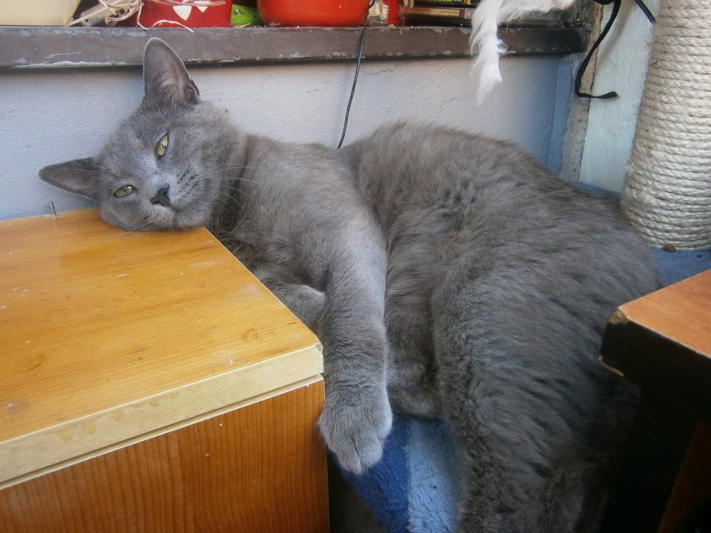 Slika
