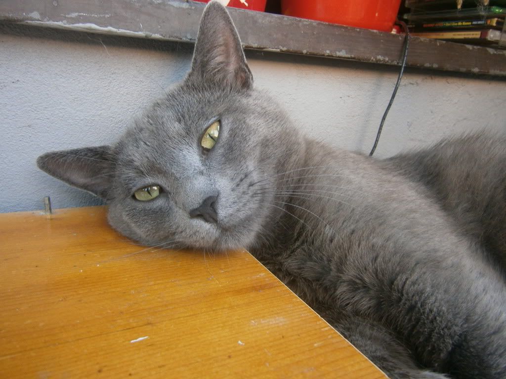 Slika