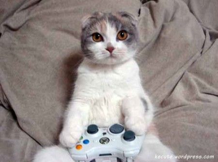 XBOX_CAT_by_SteevoKins_zps5be59310.jpg