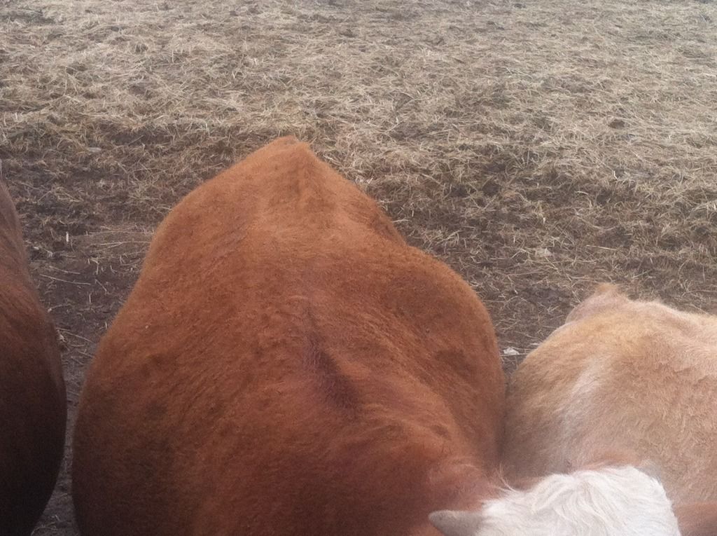 Bloat? - Cattle
