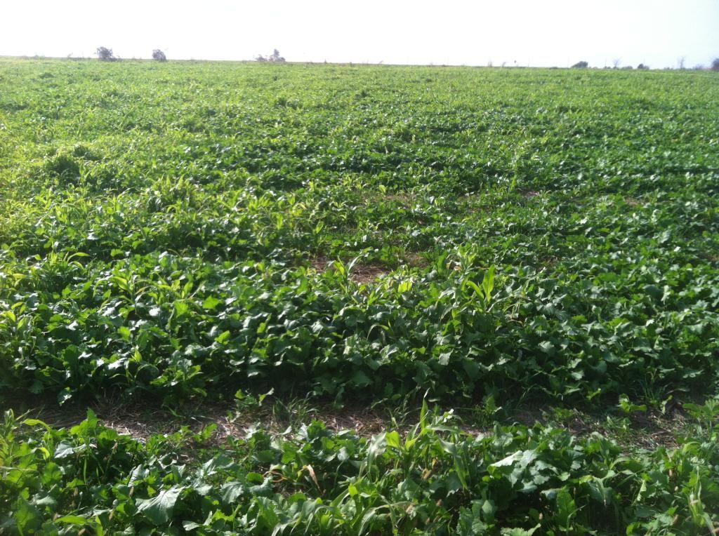 Grazing cover crops - Cattle