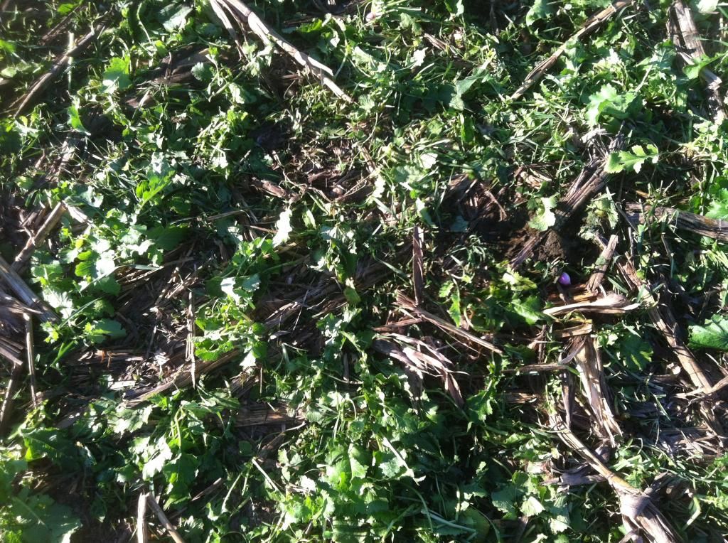 Grazing cover crops - Cattle