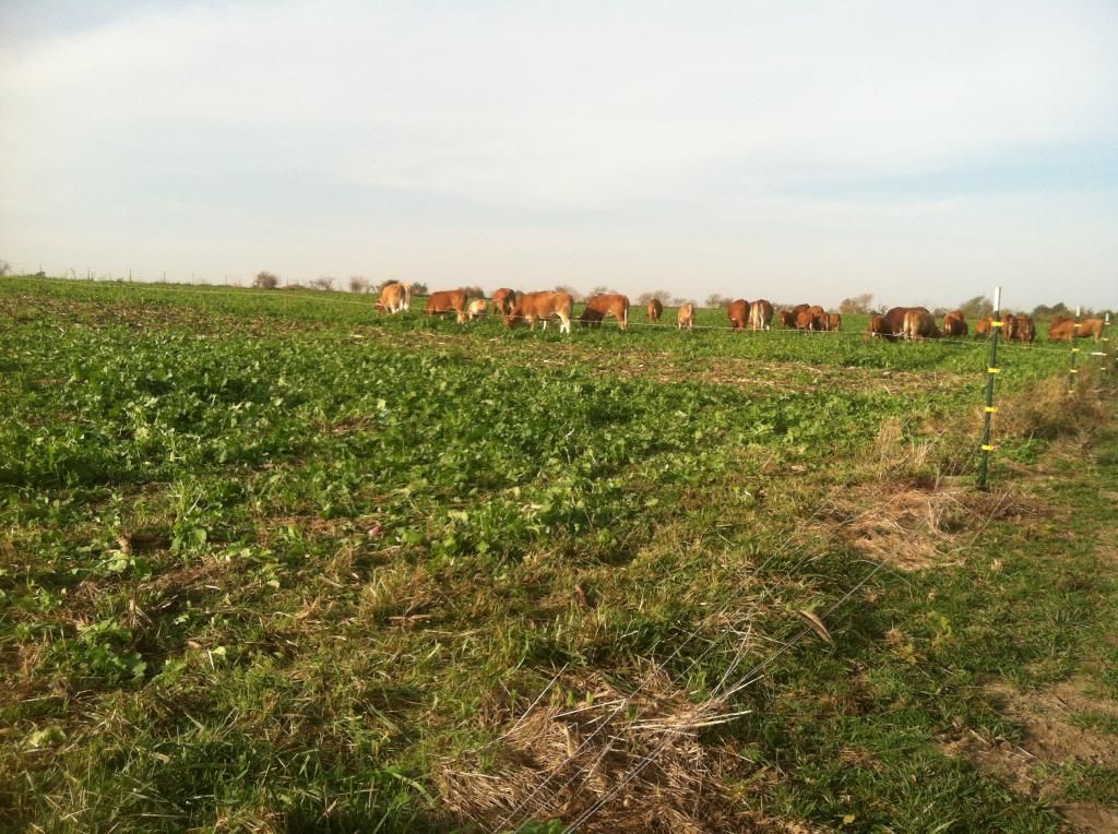 Grazing cover crops - Cattle