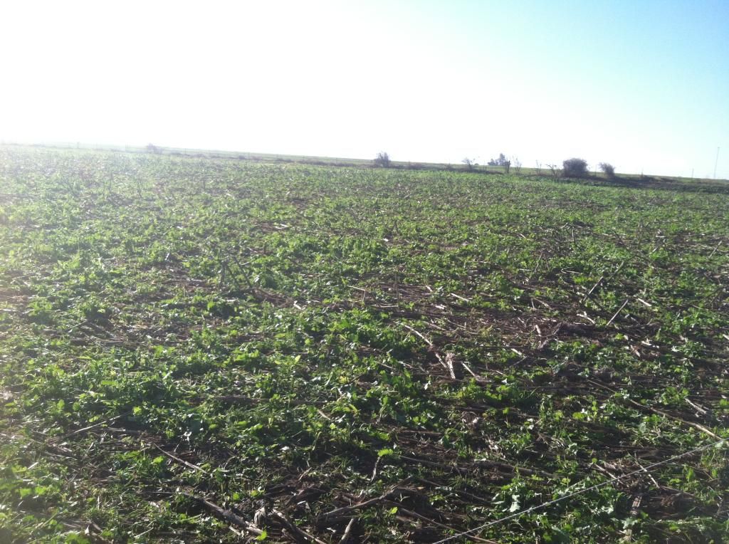 Grazing cover crops - Cattle