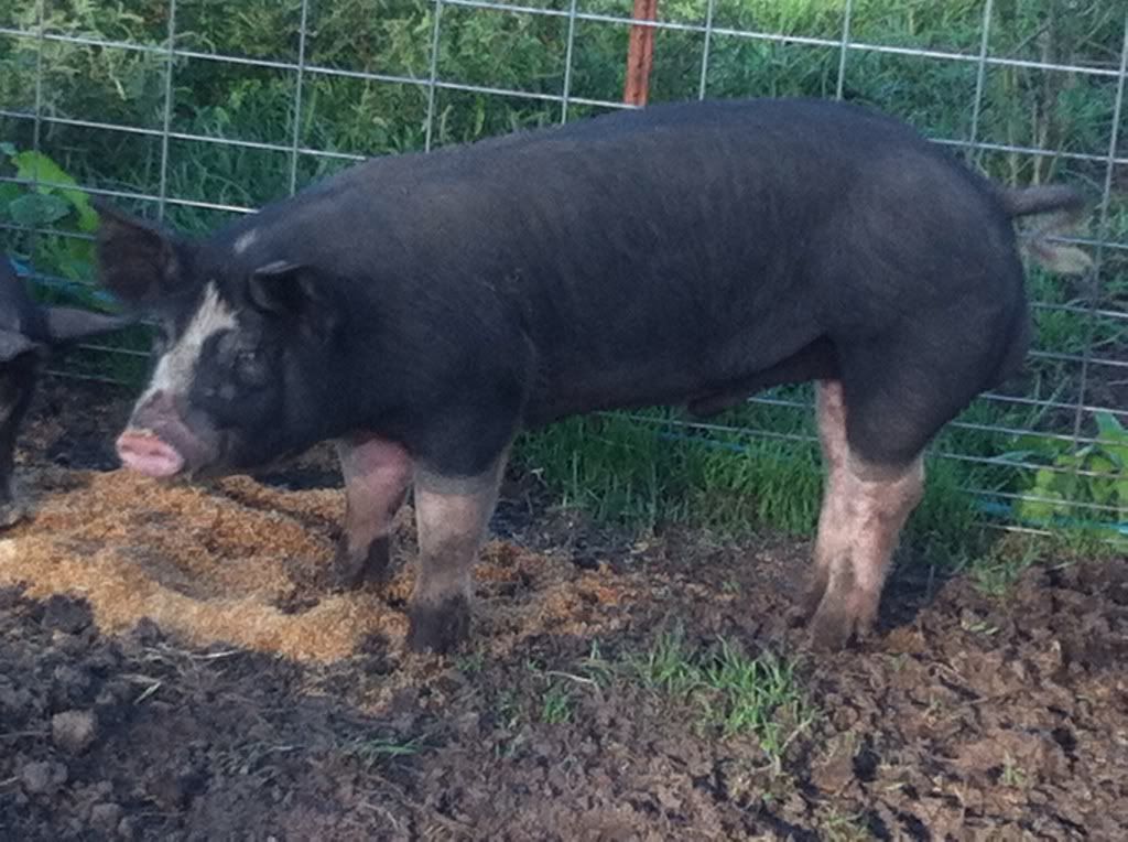 How much do I weigh? - Pigs