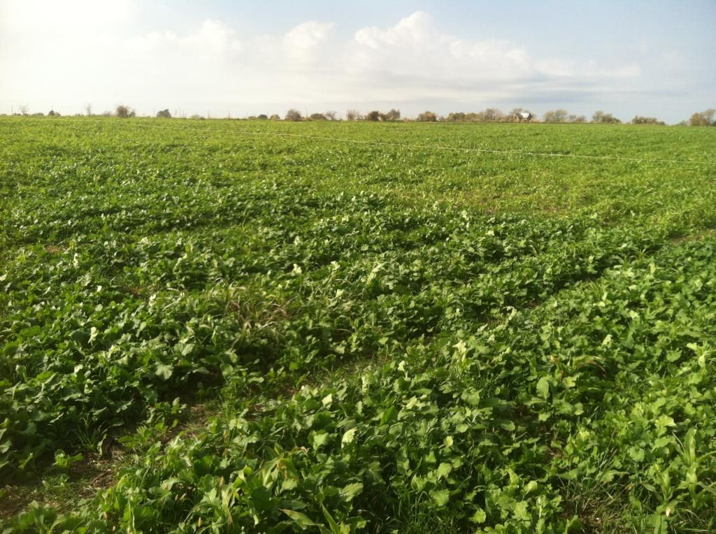Grazing cover crops - Cattle