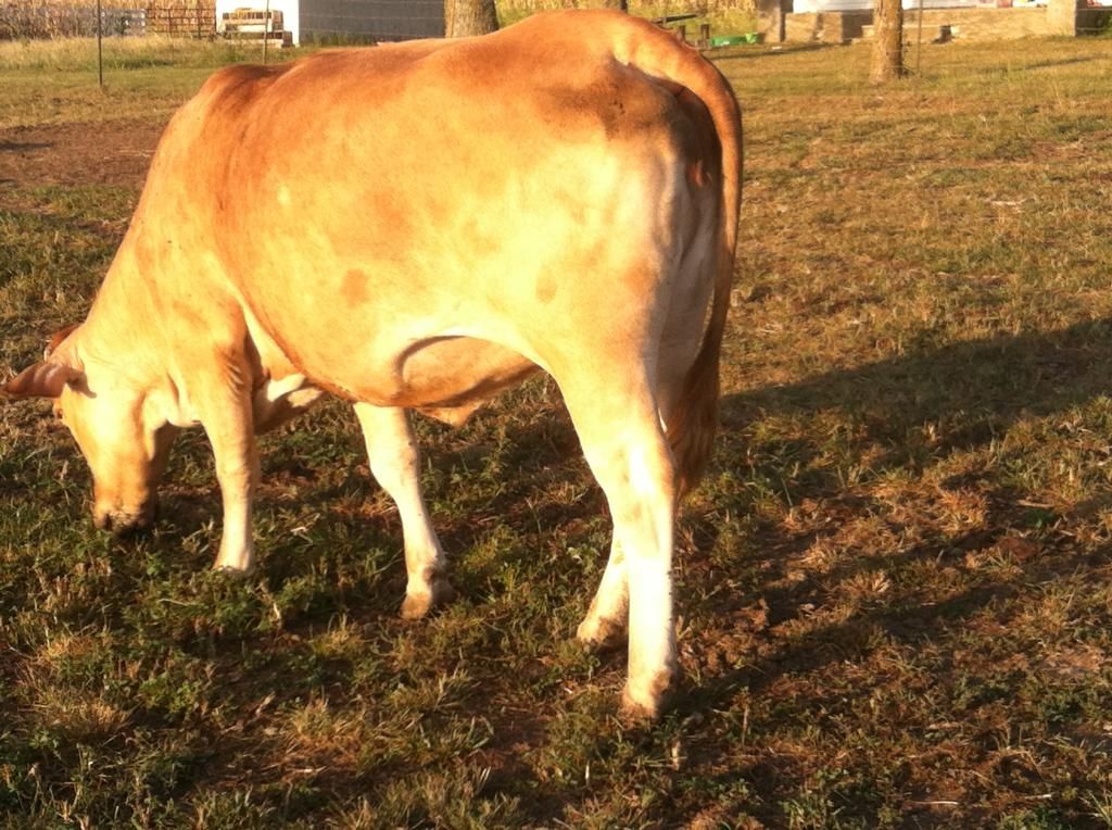 Prolapsed cow - Cattle