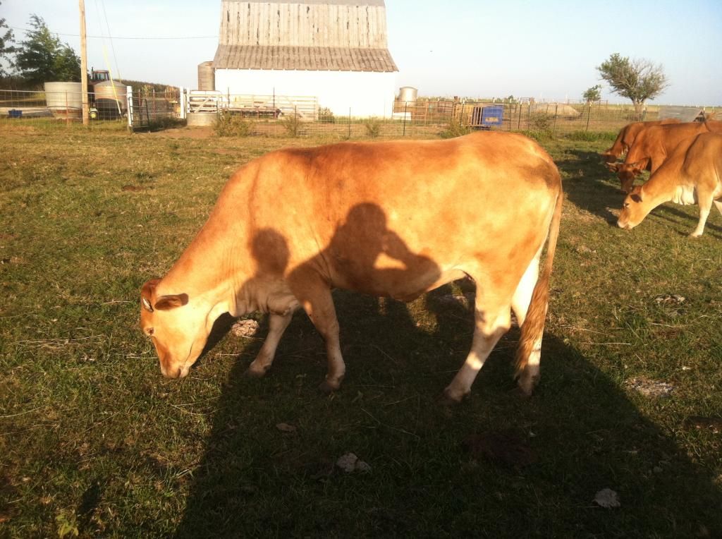 Prolapsed cow - Cattle