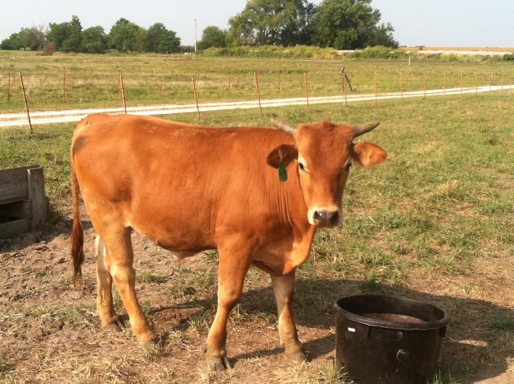 Best guess, what's he weigh? - Cattle