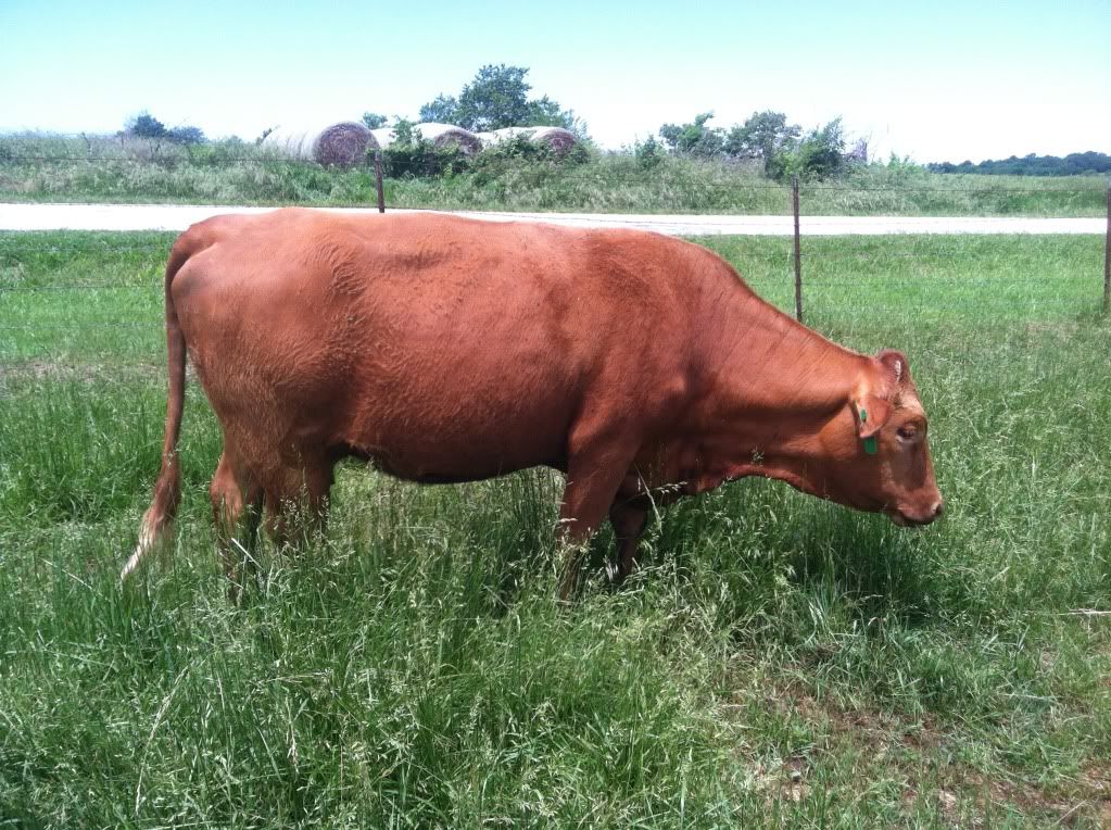 any ideas for converting to rotational grazing? - Cattle