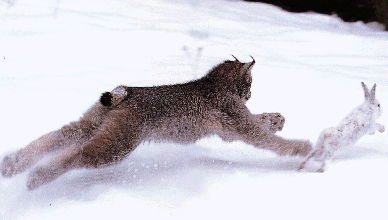 photo Lynx_zps501eb22e.gif