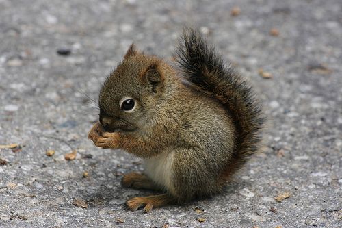  photo baby_squirrel_eating_by_cassidylovesart-d4ydzwl_zpsce214f07.jpg