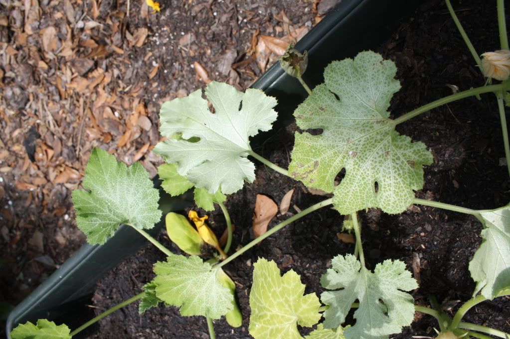 Summer squash, Zucchini leaves turning white