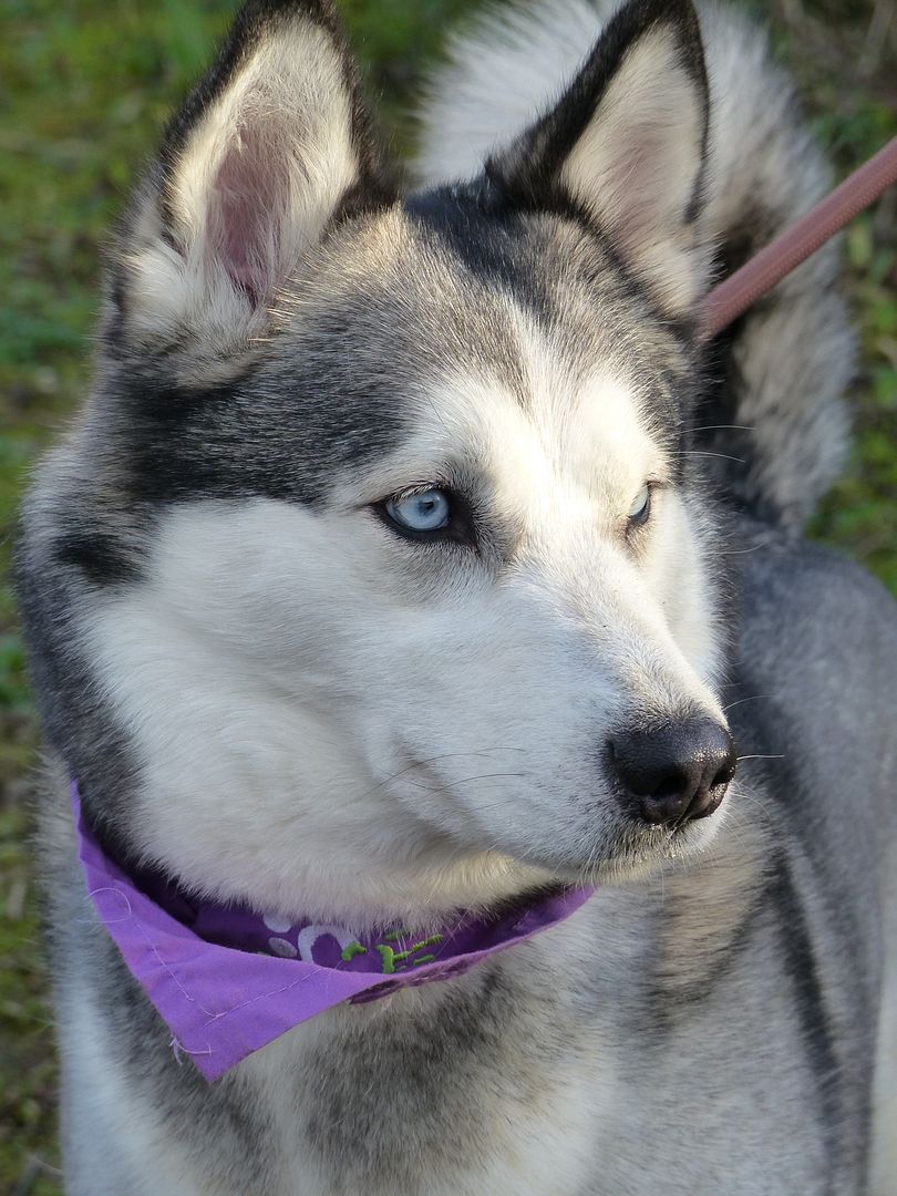 meeka the husky plush