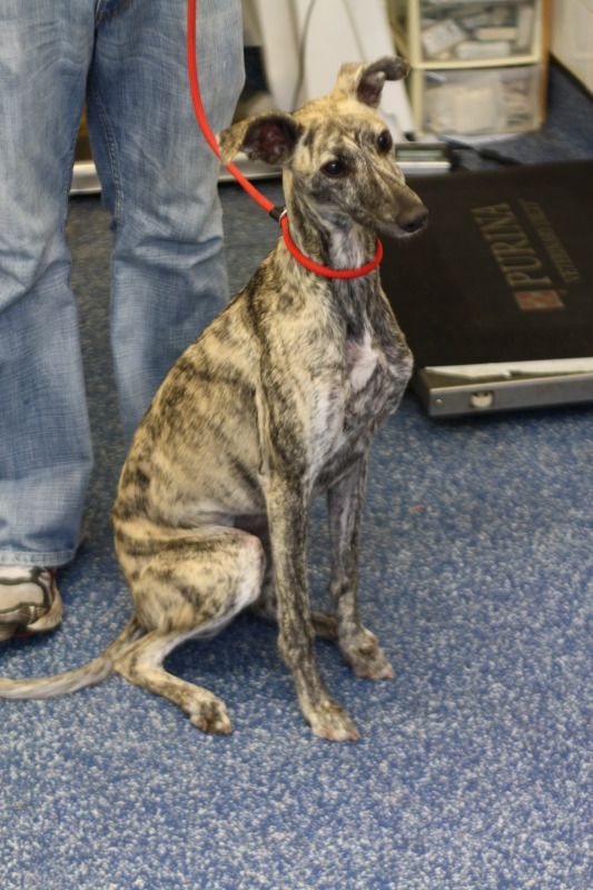 K3 Lacie - Light brindle Lurcher girl | Friends of the ...