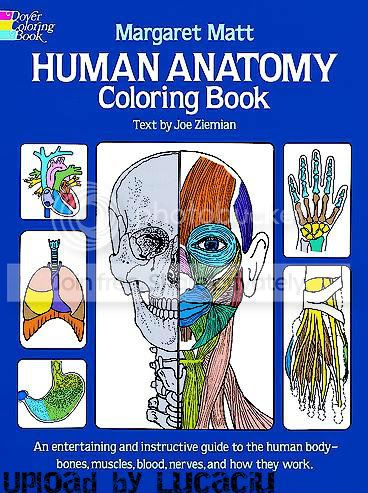 HumanAnatomyCB-1.jpg