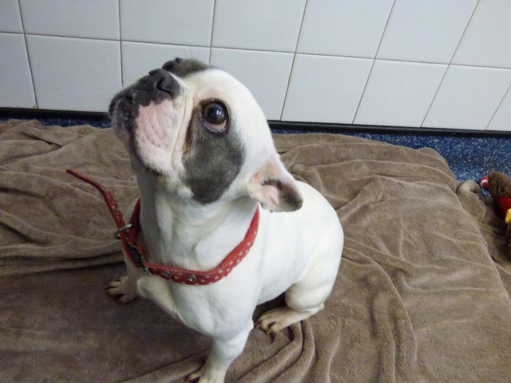 K4 Babalou,Four year old Frenchie | Friends of the Dogs (Wales)