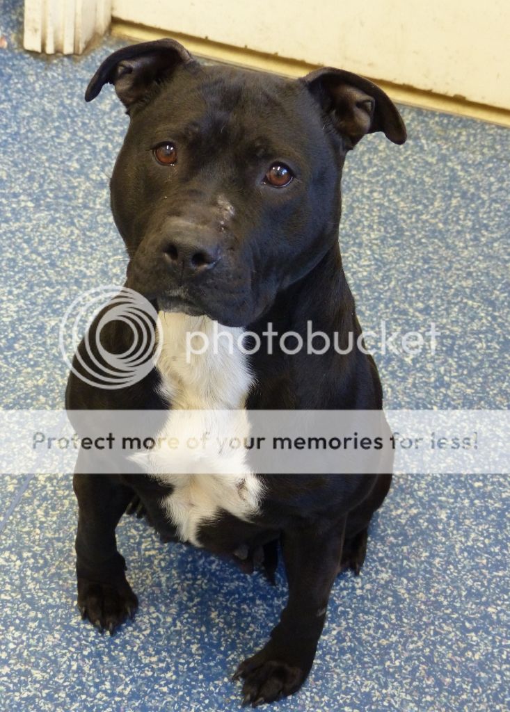 K17 Viola, Black Staffie Lady | Friends of the Dogs (Wales)